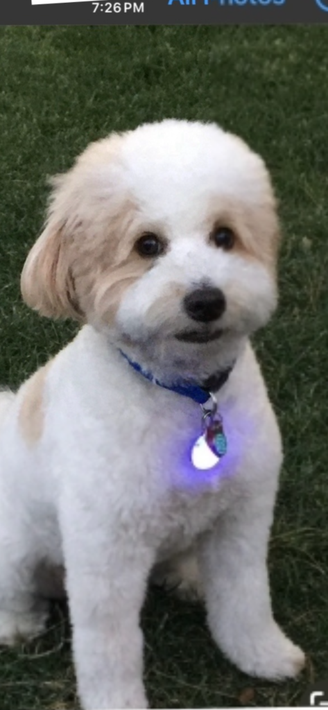 The adorable pet in this image reflects BNB Solutions’ commitment to holistic living, including the wellness of not just people but all members of the family—pets included. This symbol of loyalty and care mirrors the values of compassion and connectivity upheld by the organization.
